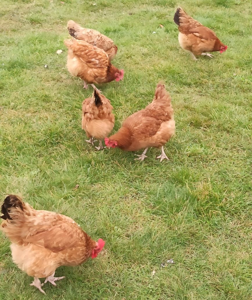 Jajka wiejskie od szczęśliwych wolno biegających kurek.