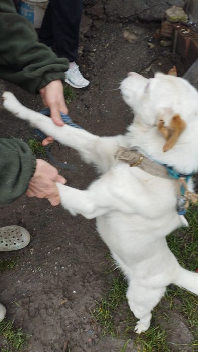 Отдам в добріе руки