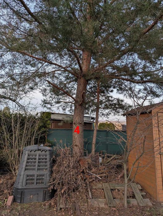 Oddam drzewa za darmo