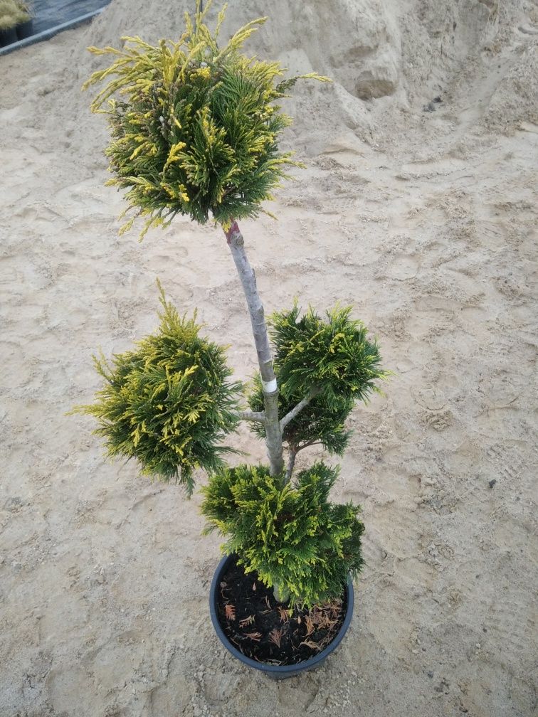 Lawenda, Thuja, Szmaragd, Jałowiec płożący, Bonsai, Brabant, Wierzba,