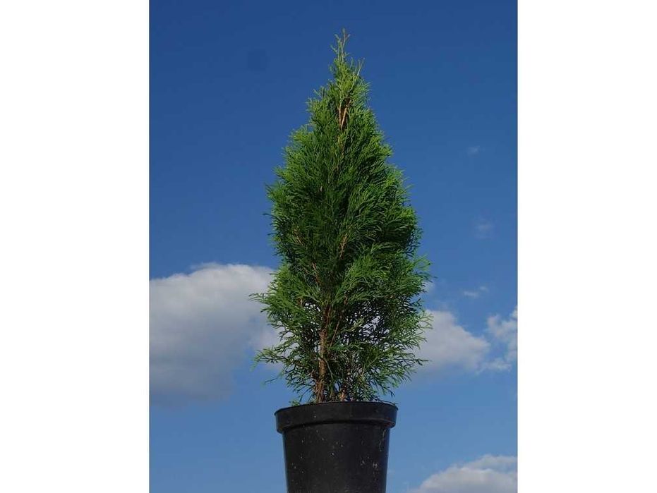 Tuja Szmaragd 50, 60, 70, 80, 100cm! Sadzimy! Dowóz! Thuja Smaragd!