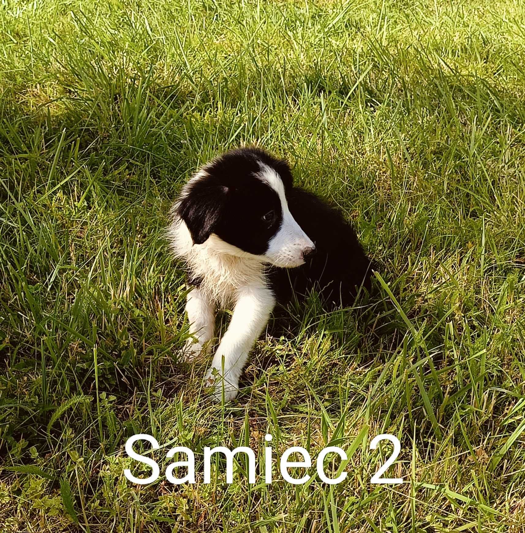 Border collie samiec