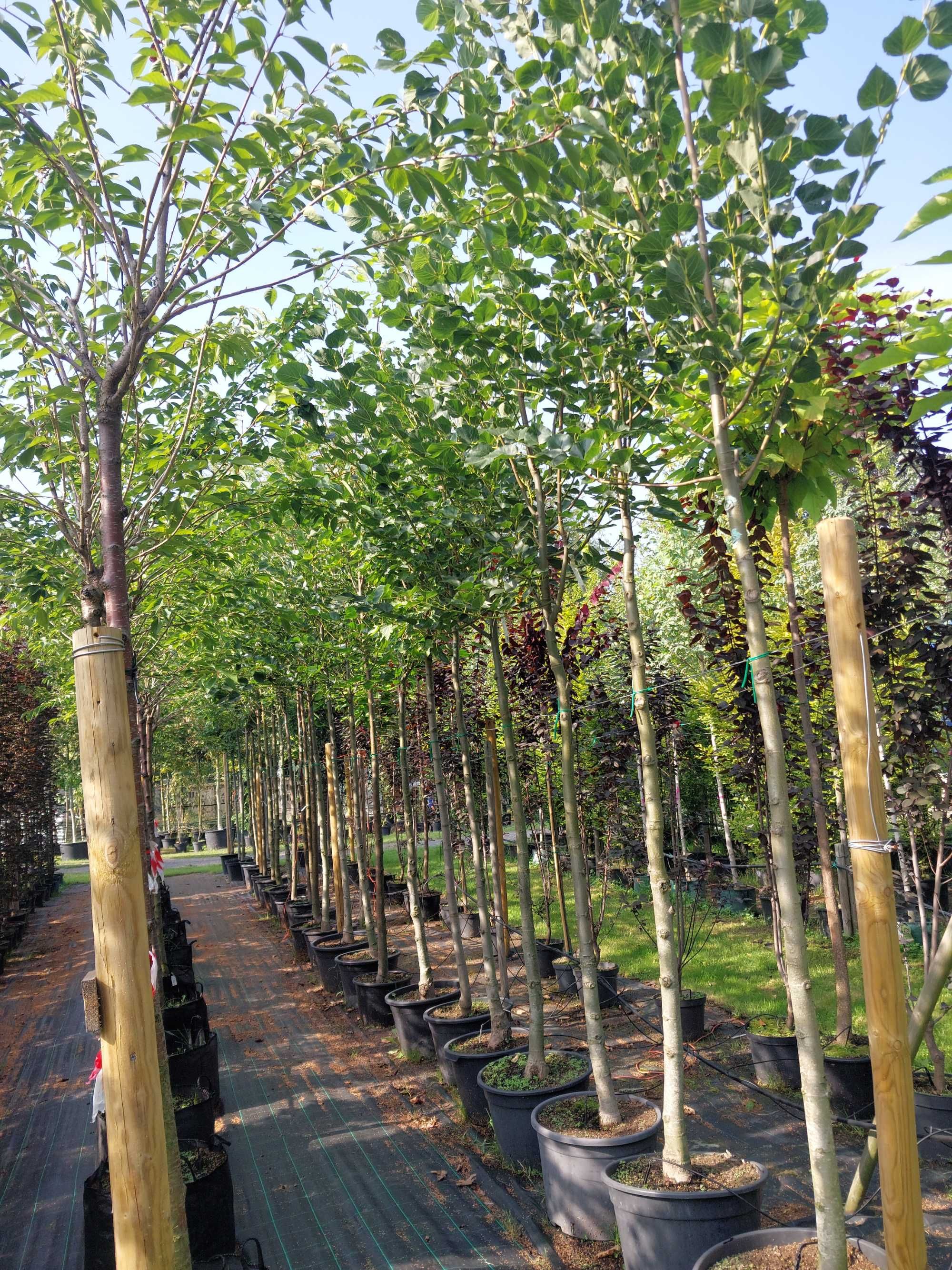 Lipa krymska Tilia euchlora 12-14, 14-16, 16-18