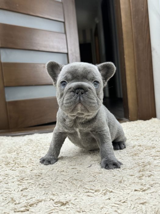 Французский бульдог мальчик голубого окраса