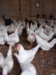 Leghorn 24 tygodnie! Wysyłka od 10 sztuk.