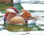 Patos mandarim canela
