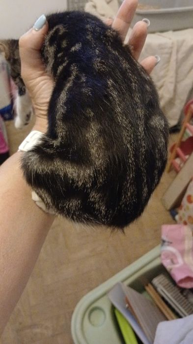 Gatinhos bebês para adoção com esterilização gratuita