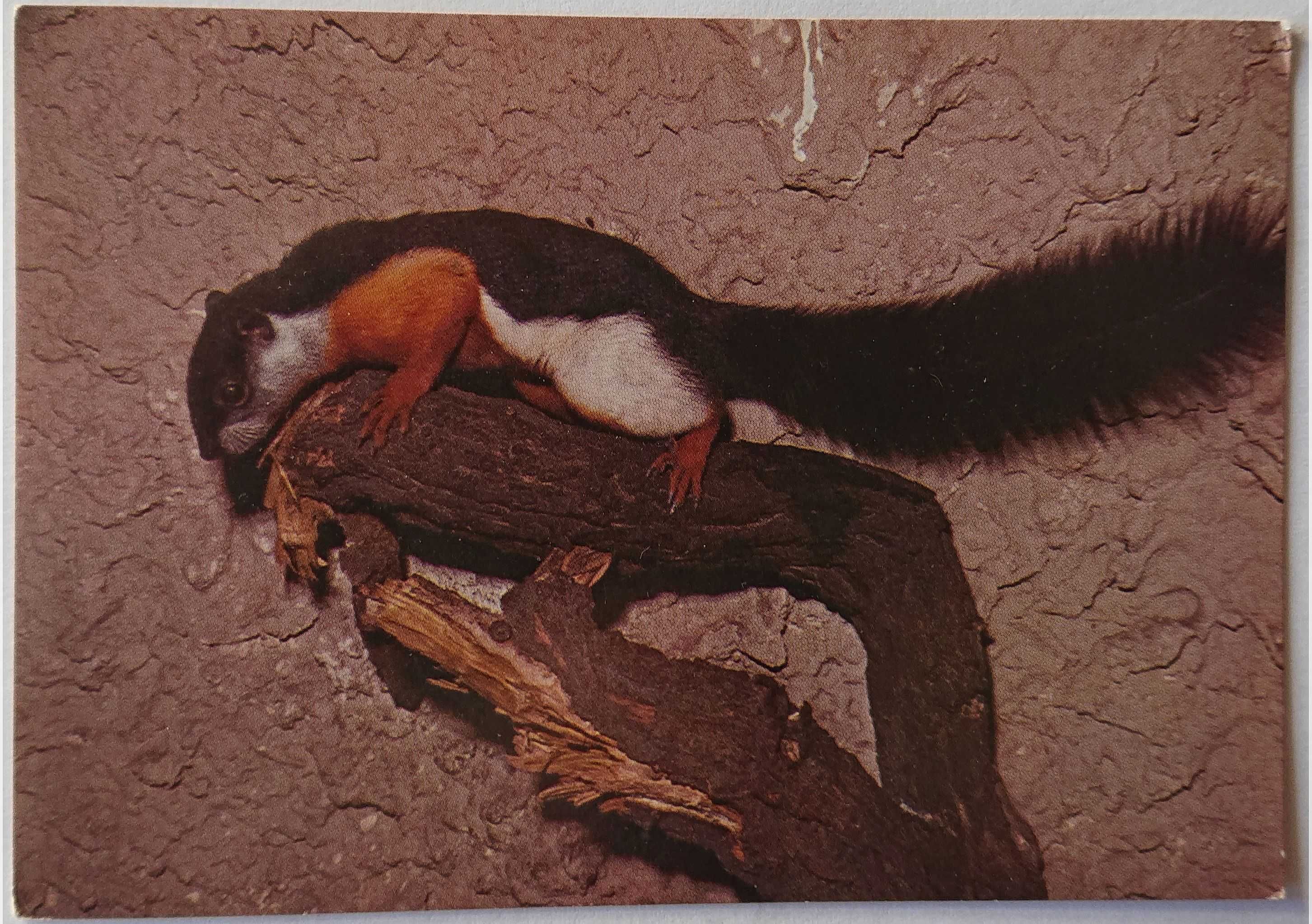 Kartka pocztowa - KAW - 1979 - Wiewiórka trójbarwna - ZOO Poznań