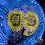 Zoanthus Chiquita