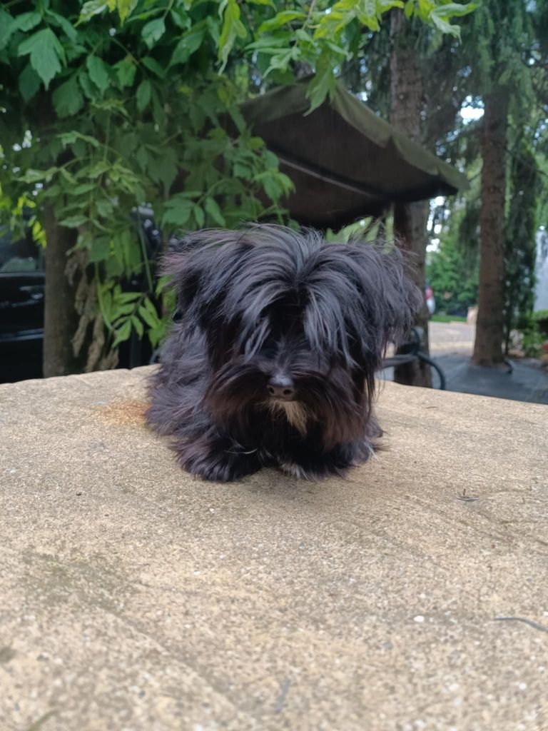 Yorkshire terrier sunia Black 6 miesięcy rodowód