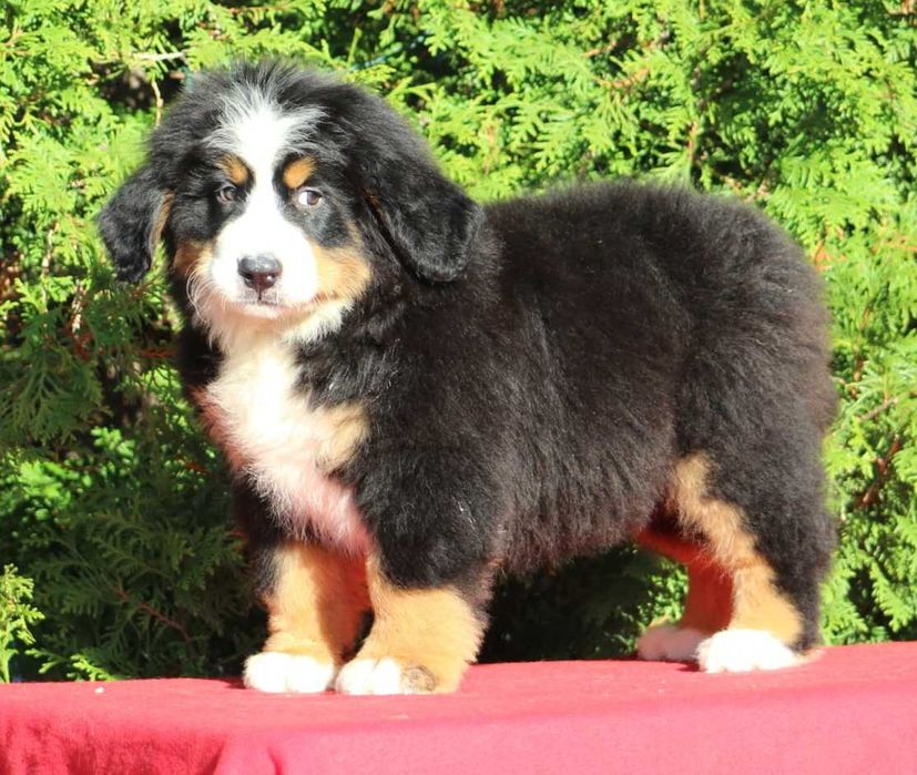 Berneński Pies Pasterski ZKwP/FCI