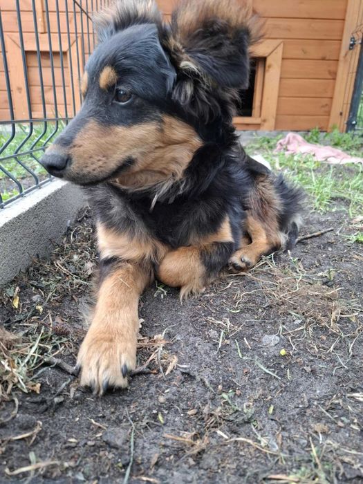 Toro szuka dobrego domu