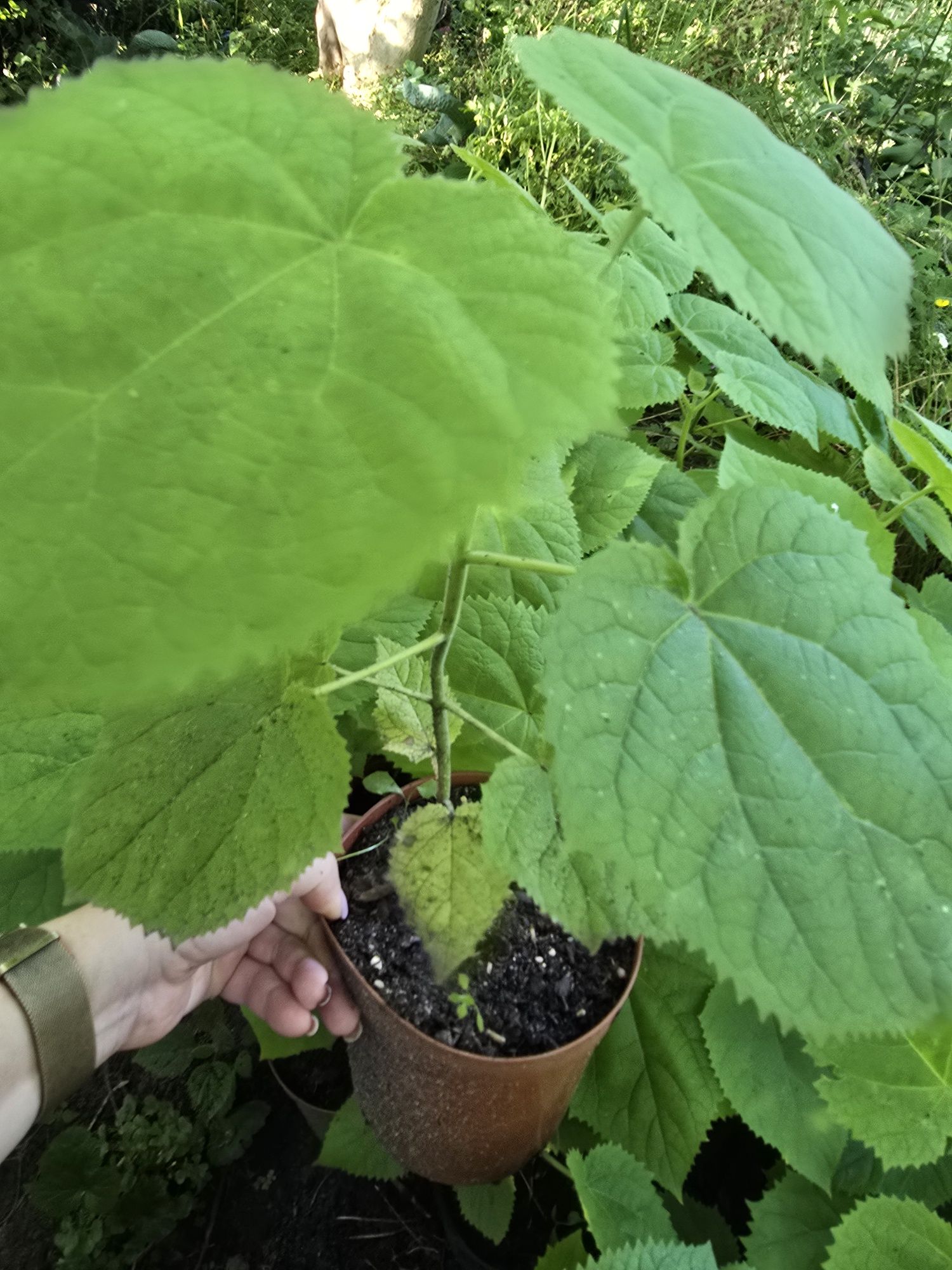 Drzewo tlenowe paulownia