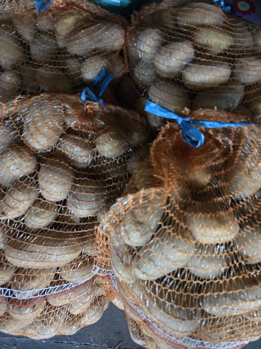 Ziemniaki swiezo wykopane