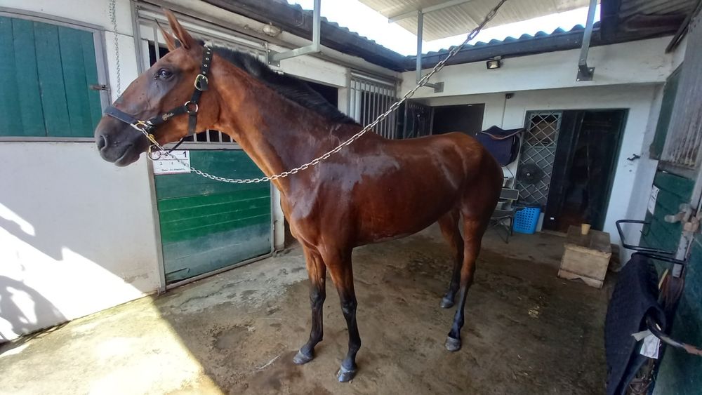 Égua cruzada lusitana