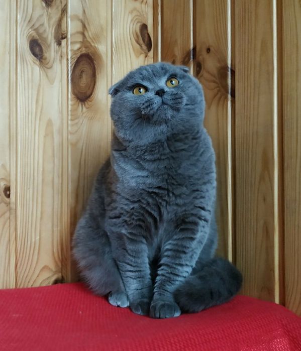 Шотландський висловухий.В'язка.