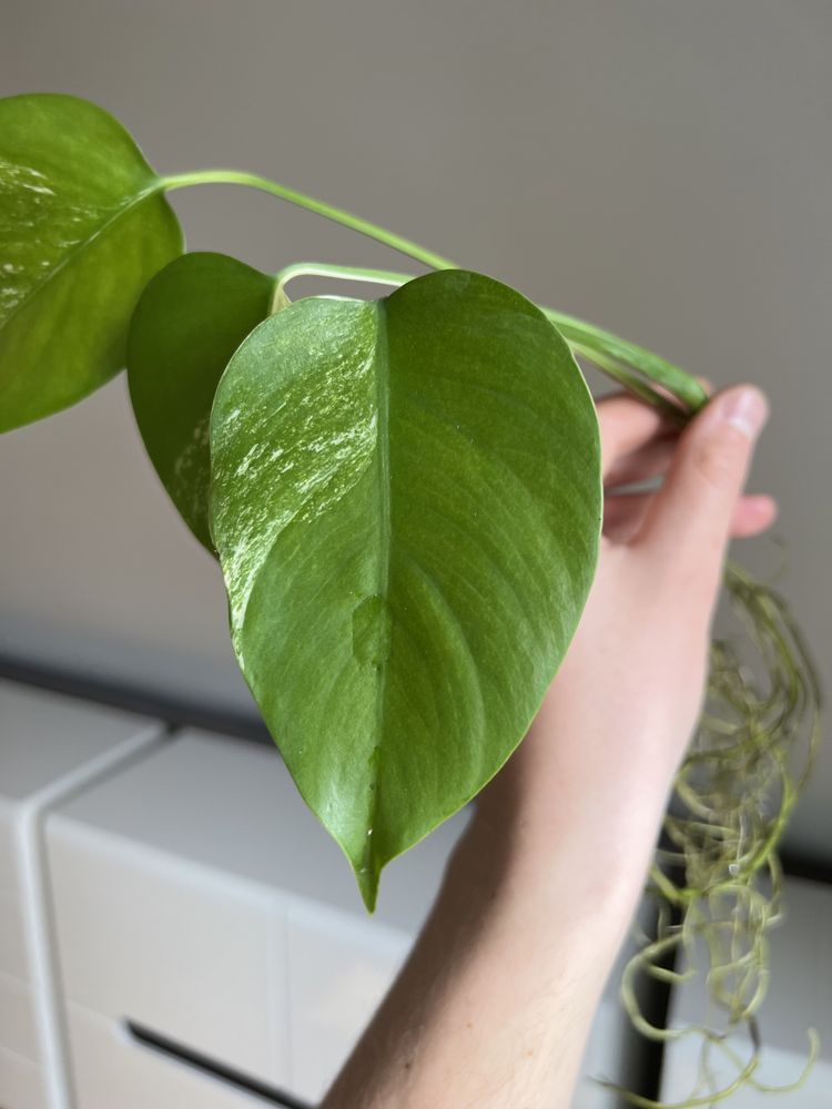 Monstera Variegata