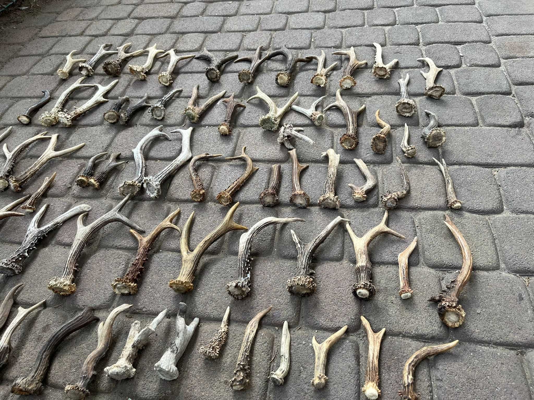Parostki kozła/poroże