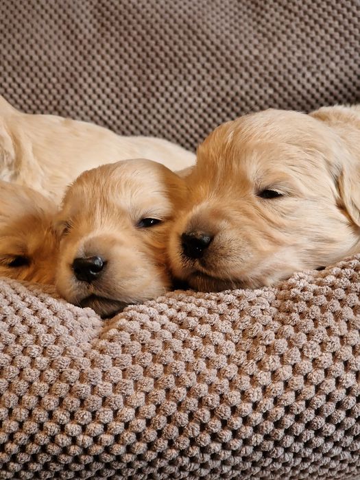 Szczeniak Golden retriever zkwp śląskie