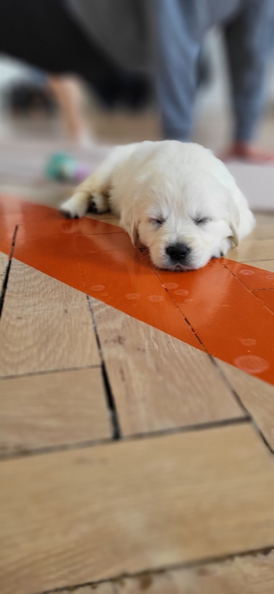 Golden Retriever Piesek gotowy do odbioru