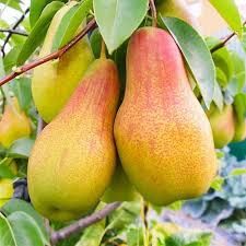 Саджанці груші. Купити саджанці