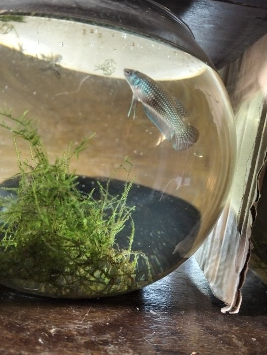 Bettas allien fêmea  3 - 20€