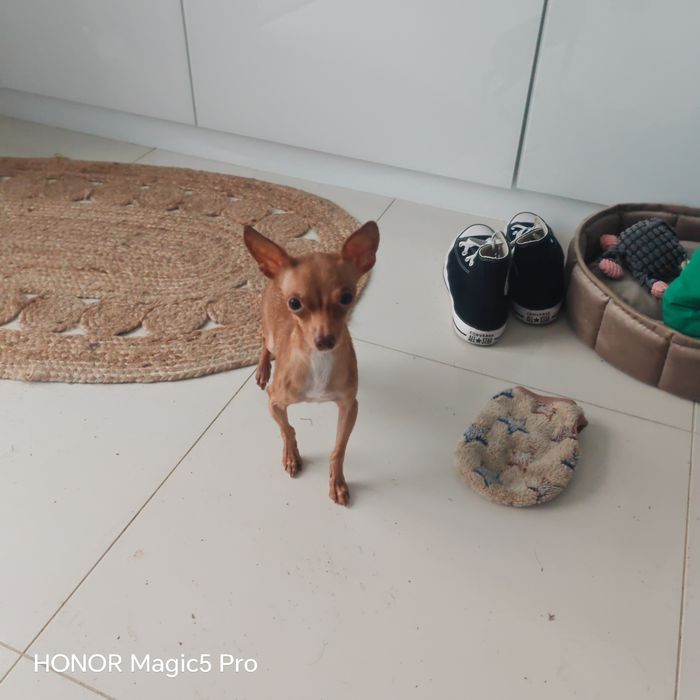 Toy rosyjski SAMIEC 2,1kg 2 lata RATLEREK sarenka PASZPORT