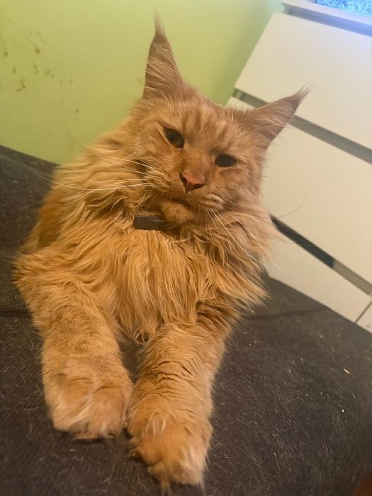 Maine coon kocurek rudy