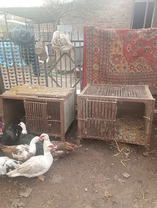 Клітки для нутрій та кролів