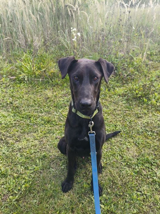 Piękny, młody, przyjacielski, lekko nieśmiały dogowaty pies - pilne