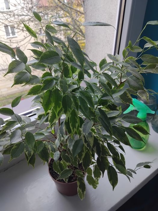 Фікус Кінкі 50 см з горщіком