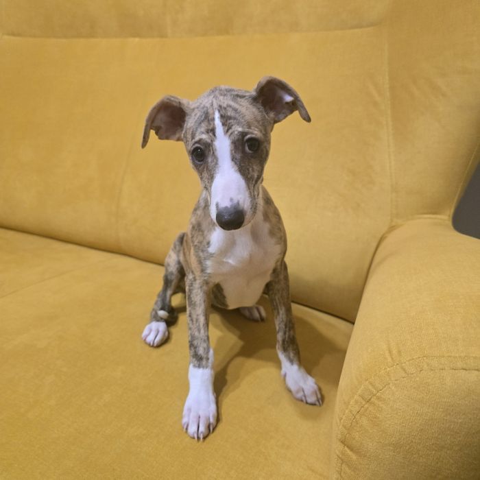 Chart angielski whippet suczka już do odbioru