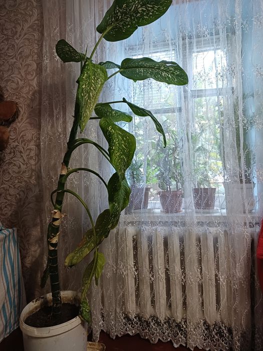 Диффенбахия крупная