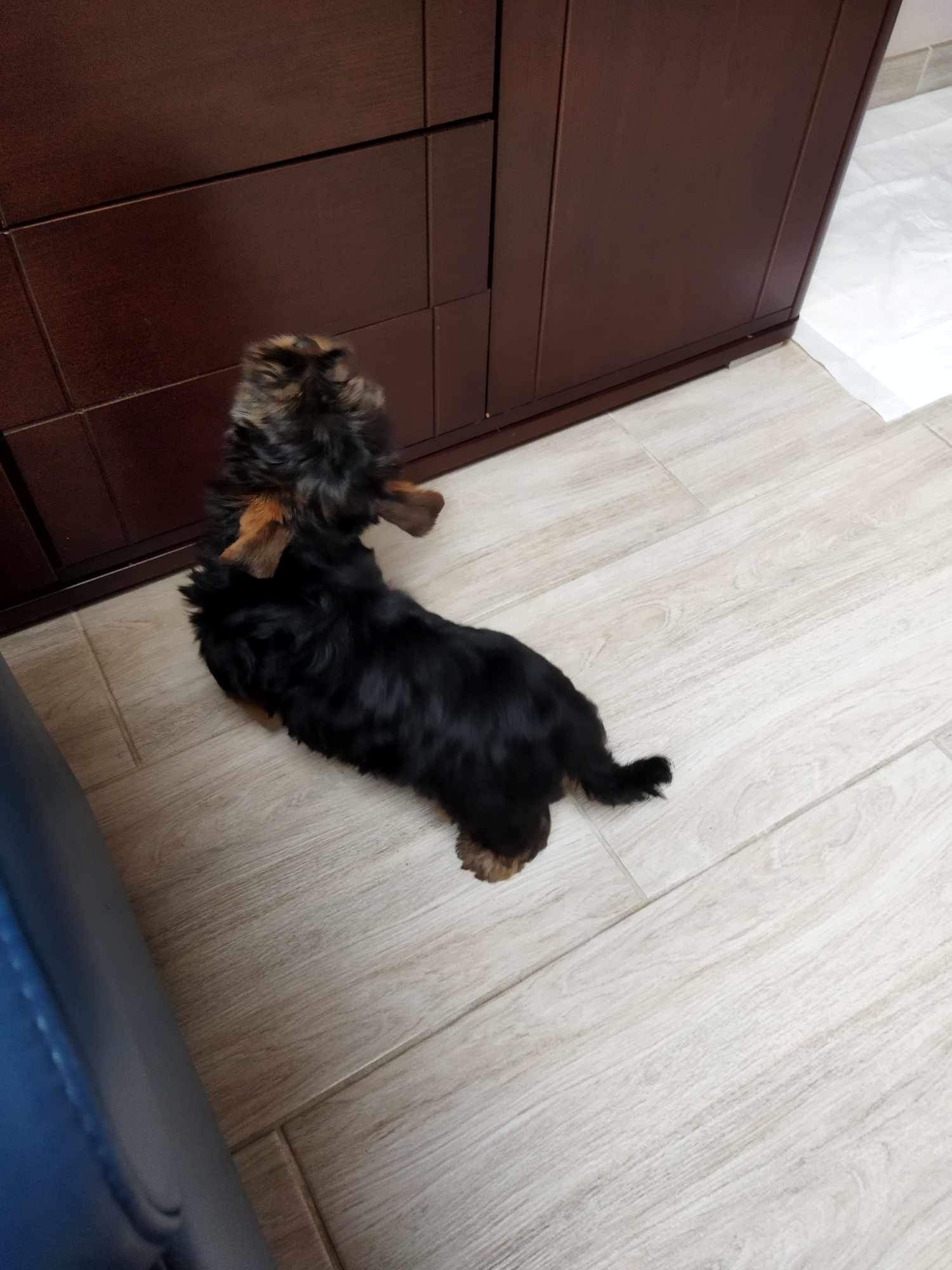 Piesek Dago Yorkshire Terrier