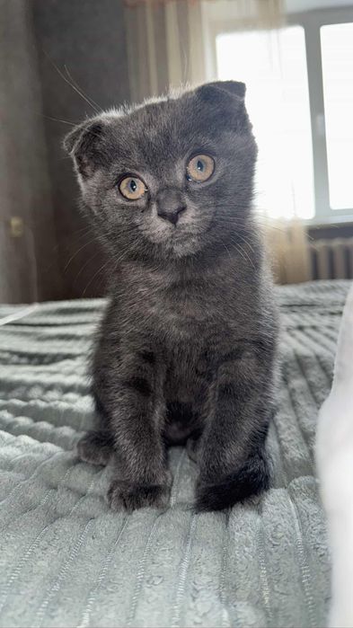 Продам котика дівчинку