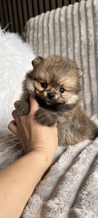 Spitz anão. Lulu da Pomerânia Mini.   LOP e Afixo.. Mini. Perfeito!