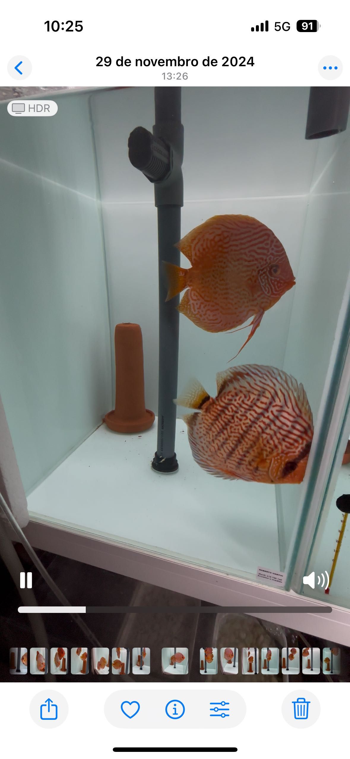 Casais confirmados peixe disco