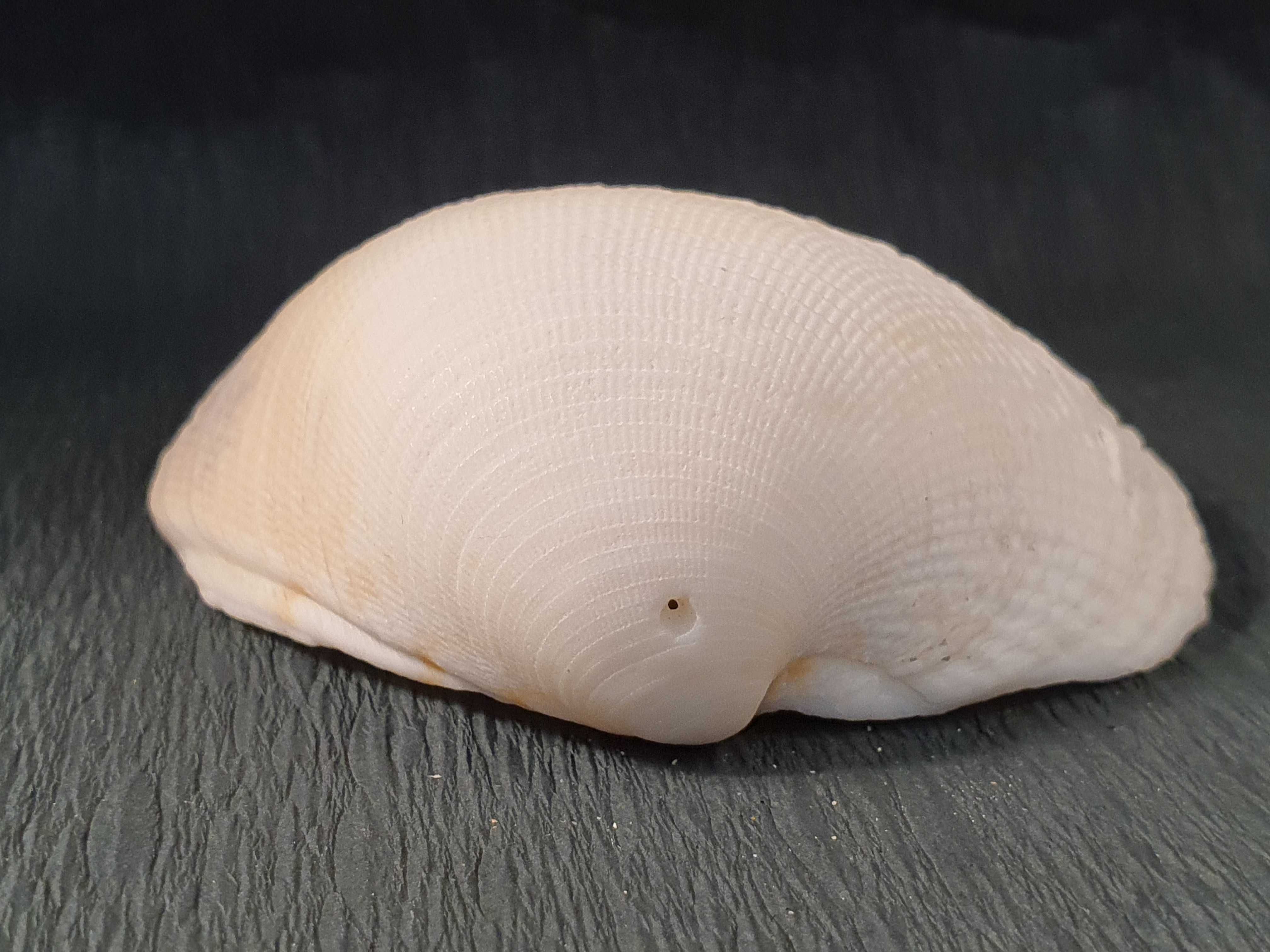 Muszla morska o wymiarach 75 x 65 x 20 mm (nr 42)