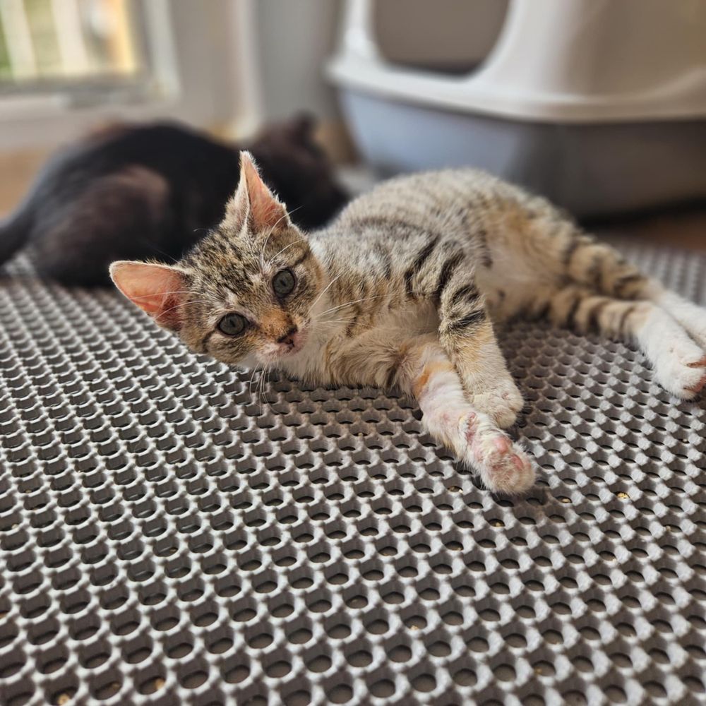 Mały słodziak do adopcji