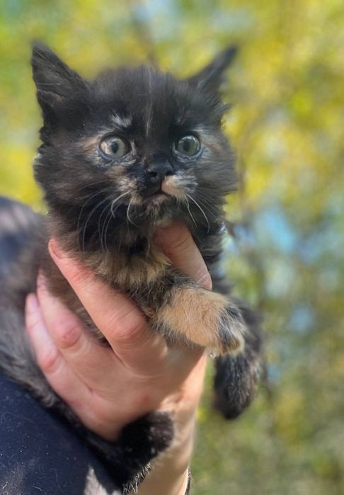 Отдам даром в добрые руки пушистого котенка черепахового окраса