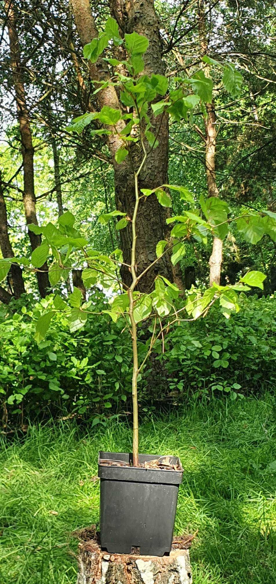 Buk pospolity, fagus sylvatica, duże sadzonki na żywopłoty.