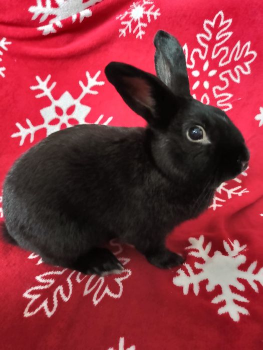 Śliczny królik (niecale 4 lata)