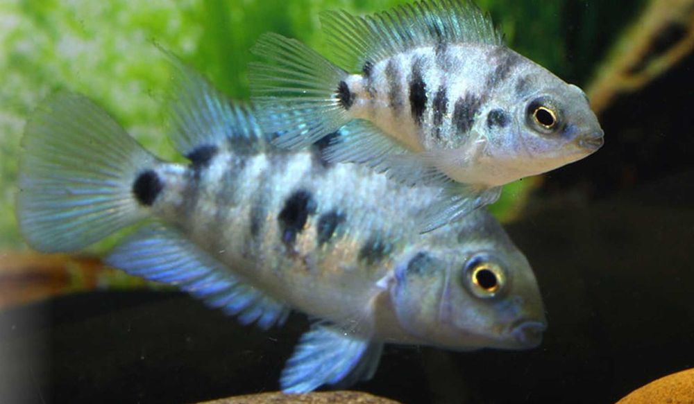 Pielęgnica HONDURAN RED POINT - Amatitlania siquia - dowóz, wysyłka