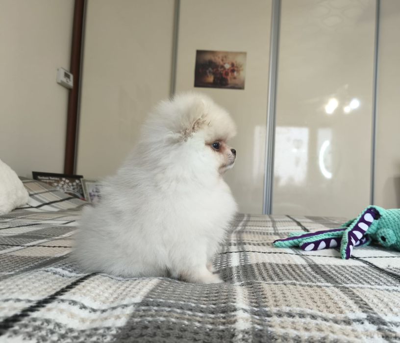 Szpic miniaturowy pomeranian