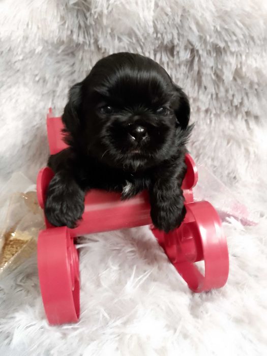 Czarna suczka rasy Shih-Tzu