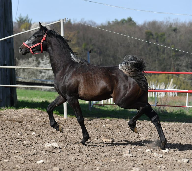 Ogier czystej krwi arabskiej