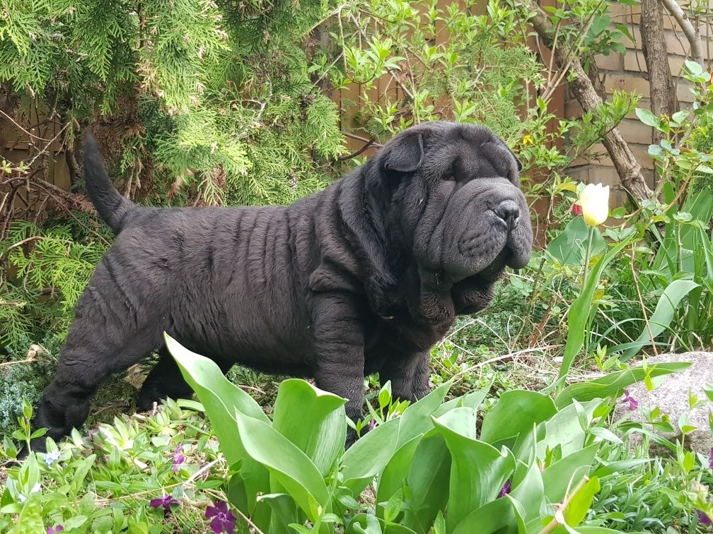 Shar pei czarna suczka