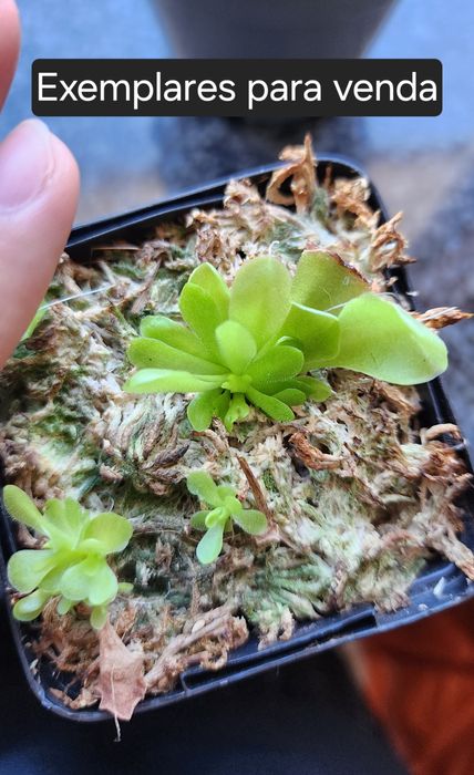 Pinguicula ehlersiae (planta carnivora mexicana)