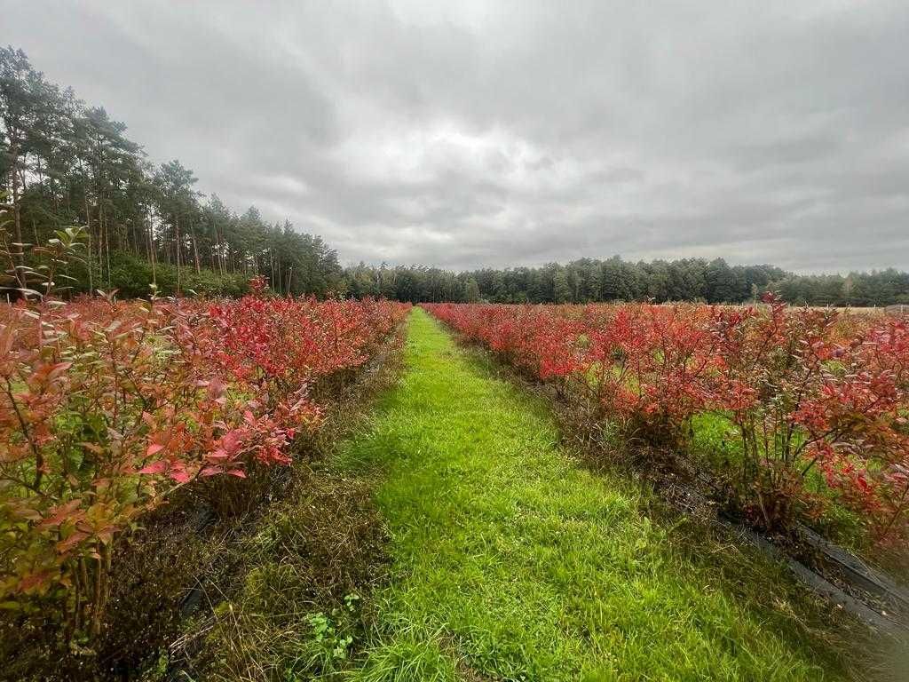 Borówka Amerykańska- Sadzonki - Likwidacja Plantacji lub dzierżawa