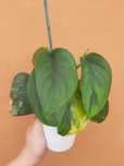Scindapsus jade satin